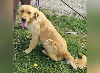 Miller - absolut Traumhund