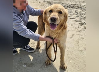 Arty ein Gold-Schatz