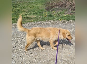 Miller - absolut Traumhund