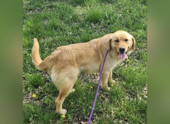 Miller - absolut Traumhund