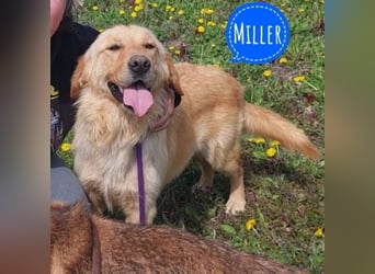 Miller - absolut Traumhund