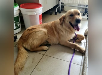 Miller - absolut Traumhund