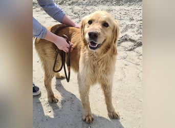 Arty ein Gold-Schatz