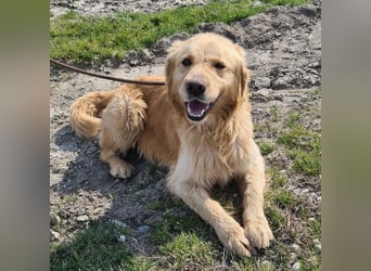 Arty ein Gold-Schatz