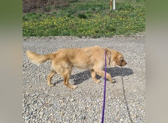 Miller - absolut Traumhund