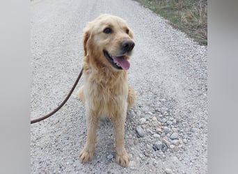 Arty ein Gold-Schatz