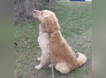 Arty ein Gold-Schatz