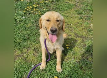 Miller - absolut Traumhund