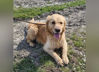 Arty ein Gold-Schatz