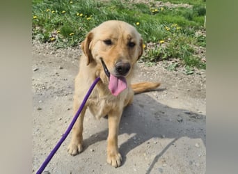 Miller - absolut Traumhund