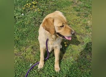 Miller - absolut Traumhund