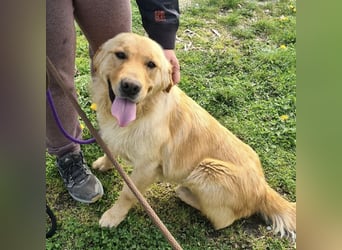 Miller - absolut Traumhund