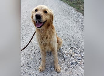 Arty ein Gold-Schatz