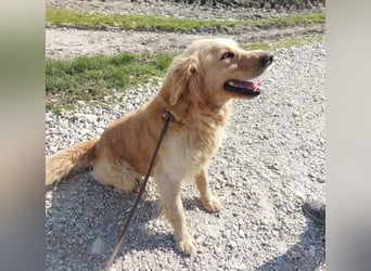 Arty ein Gold-Schatz