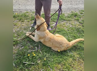 Miller - absolut Traumhund