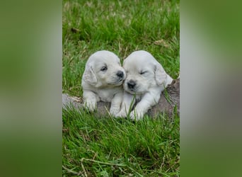 Golden Retriever Welpen - mit Ahnentafel