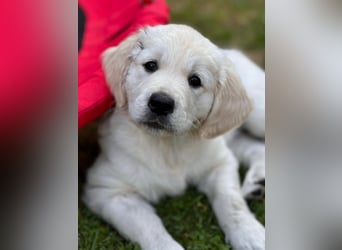 Wurfplanung Golden Retriever vom Kronenhofe 2026