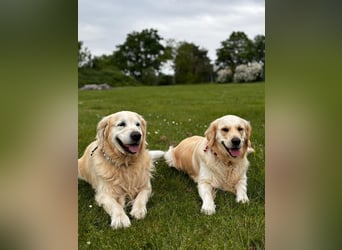 Wurfplanung Golden Retriever vom Kronenhofe 2026