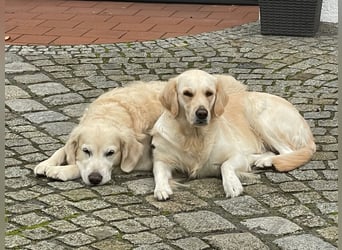 Wurfplanung Golden Retriever vom Kronenhofe 2026