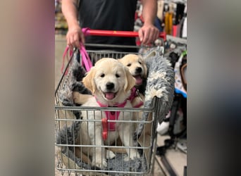 Wurfplanung Golden Retriever vom Kronenhofe 2026