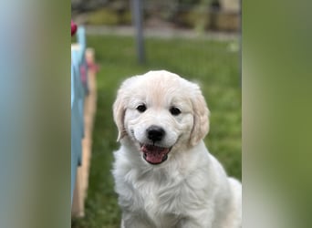 Wurfplanung Golden Retriever vom Kronenhofe 2026
