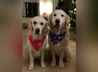 Wurfplanung Golden Retriever vom Kronenhofe 2026