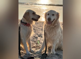 Wurfplanung Golden Retriever vom Kronenhofe 2026