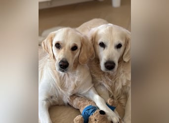 Wurfplanung Golden Retriever vom Kronenhofe 2026