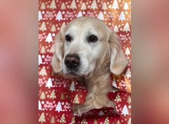 Wurfplanung Golden Retriever vom Kronenhofe 2026