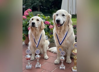 Wurfplanung Golden Retriever vom Kronenhofe 2026