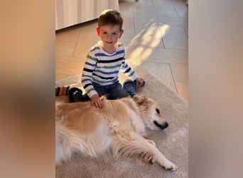 Wurfplanung Golden Retriever vom Kronenhofe 2026