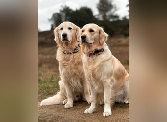 Wurfplanung Golden Retriever vom Kronenhofe 2026