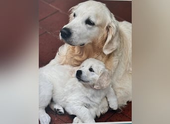 Wurfplanung Golden Retriever vom Kronenhofe 2026