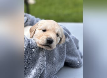 Wurfplanung Golden Retriever vom Kronenhofe 2026