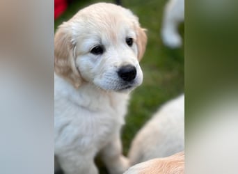Wurfplanung Golden Retriever vom Kronenhofe 2026