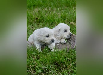 Golden Retriever Welpen - mit Ahnentafel