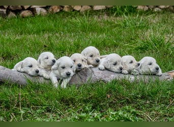Golden Retriever Welpen - mit Ahnentafel