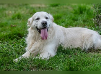 Golden Retriever Welpen - mit Ahnentafel