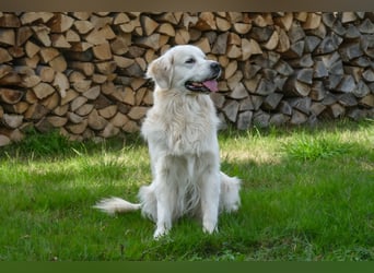 Golden Retriever Welpen - mit Ahnentafel
