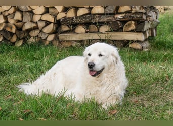 Golden Retriever Welpen - mit Ahnentafel