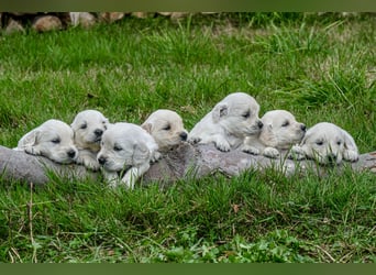 Golden Retriever Welpen - mit Ahnentafel