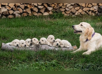 Golden Retriever Welpen - mit Ahnentafel