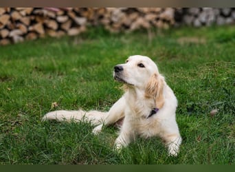 Golden Retriever Welpen - mit Ahnentafel