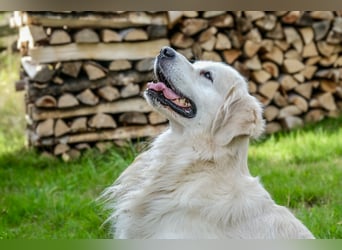 Golden Retriever Welpen - mit Ahnentafel