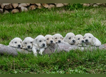 Golden Retriever Welpen - mit Ahnentafel