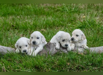 Golden Retriever Welpen - mit Ahnentafel
