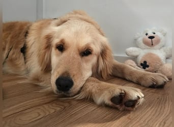 Selma wartet auf ihrer Pflegestelle in Kiel auf ihr neues Zuhause!