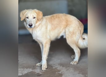 Junger Golden Retriever-Mix sucht sein Zuhause