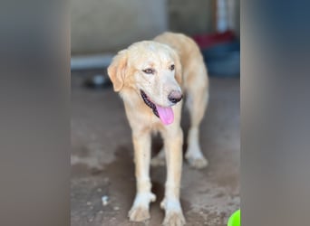 Junger Golden Retriever-Mix sucht sein Zuhause