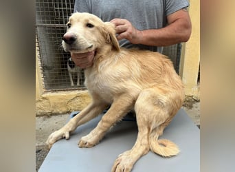 Junger Golden Retriever-Mix sucht sein Zuhause